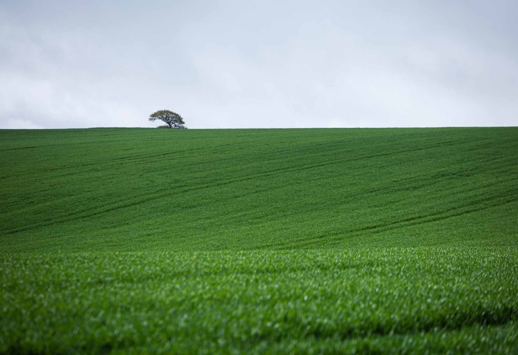 Verdant English countryside under a clear sky.