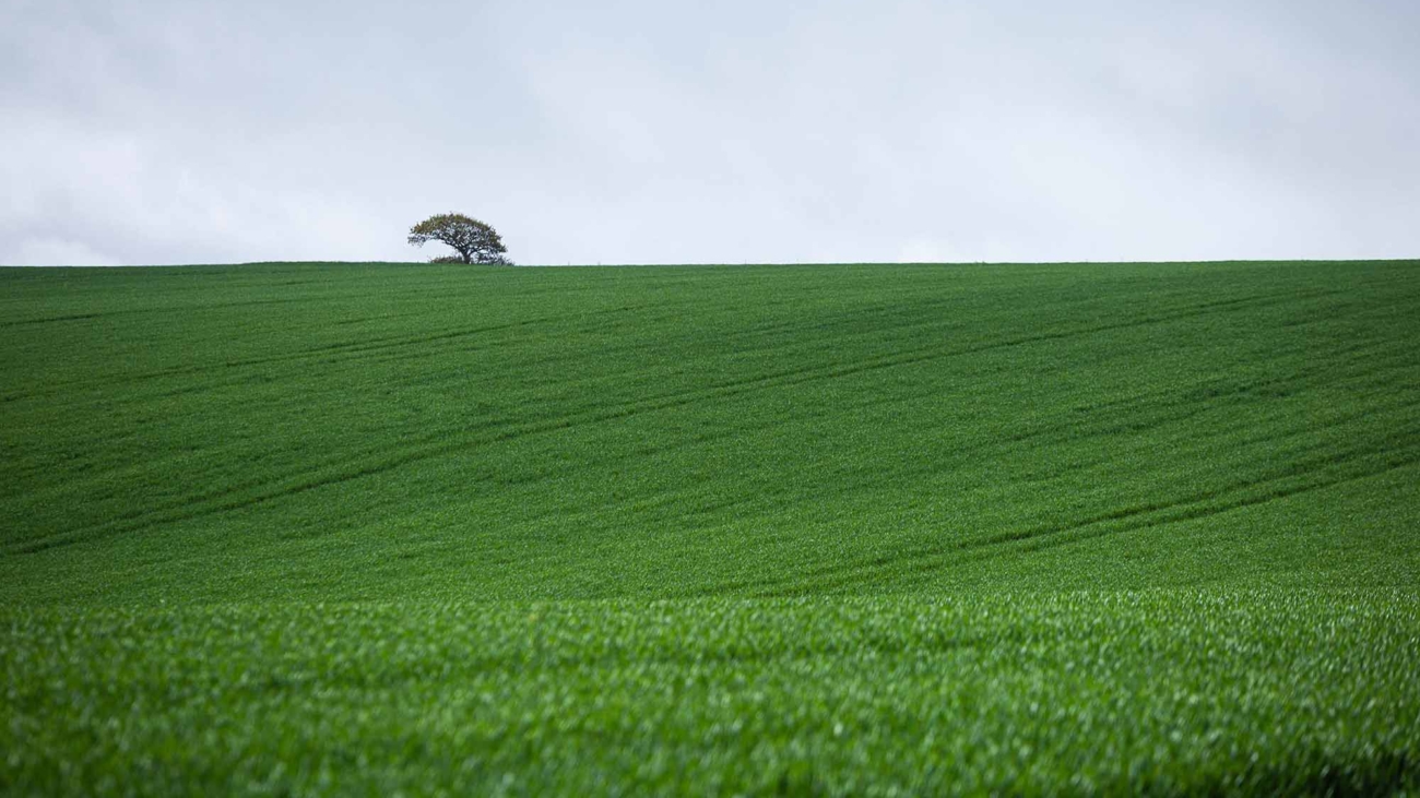 Verdant English countryside under a clear sky.